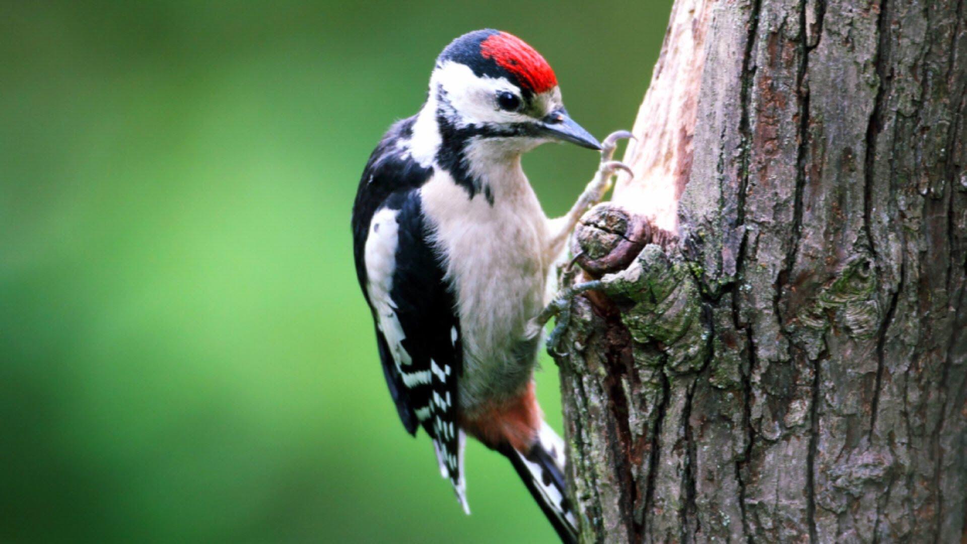 دارکوب (Woodpeckers)