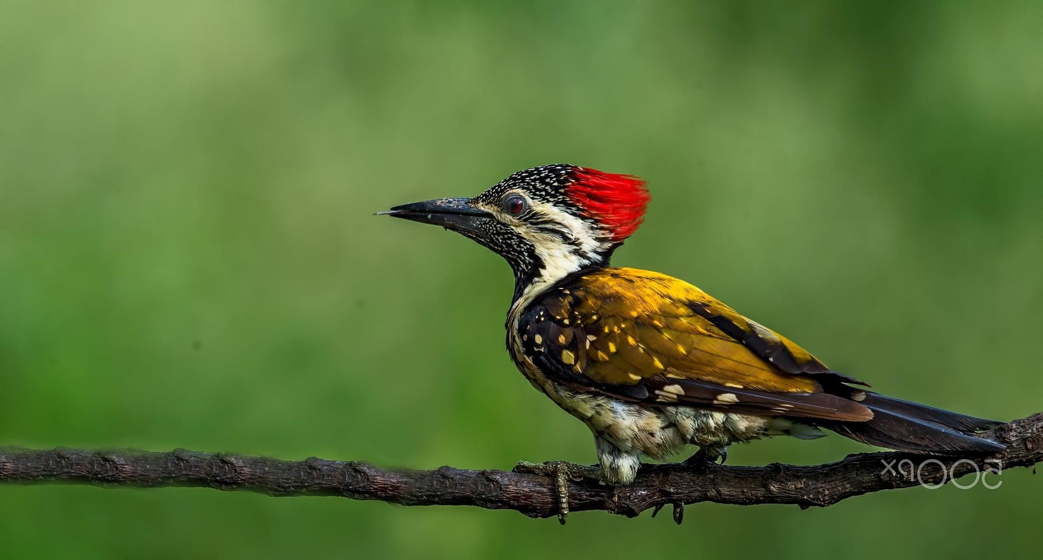 دارکوب (Woodpeckers)