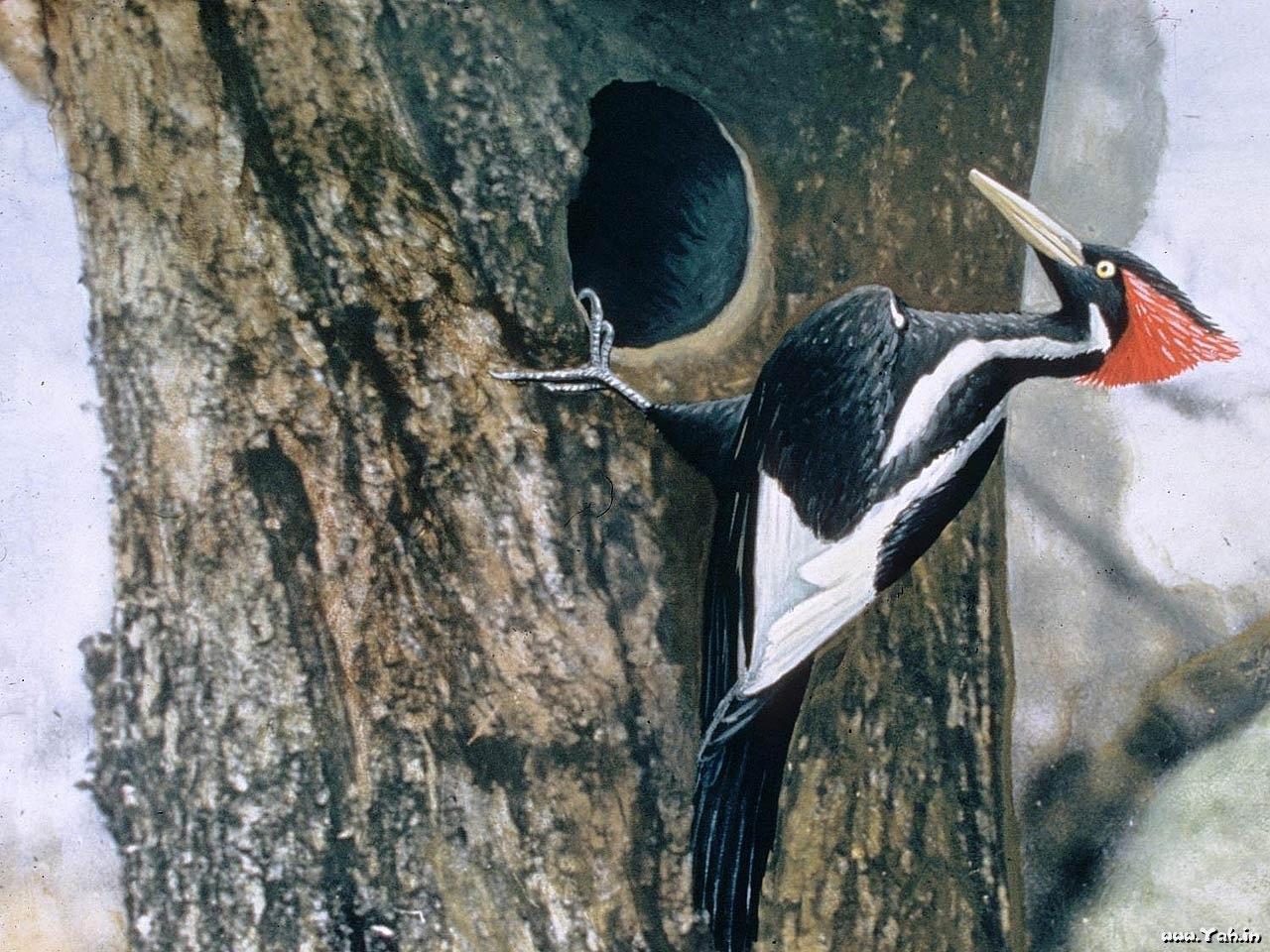 دارکوب (Woodpeckers)