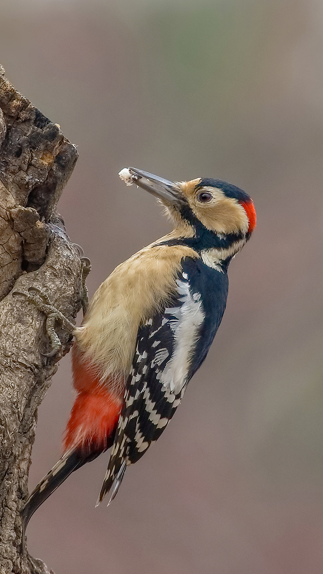 دارکوب (Woodpeckers)