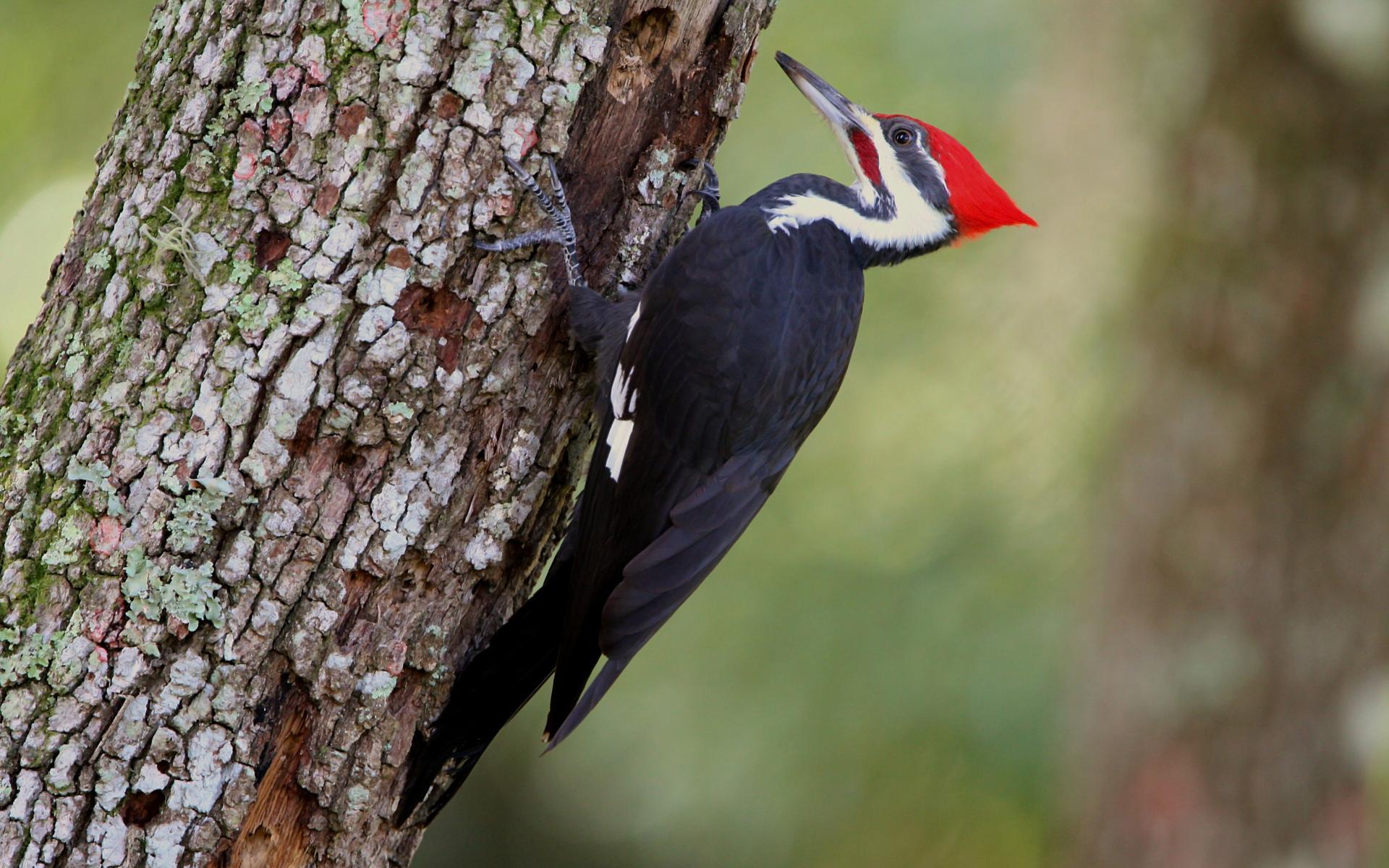 دارکوب (Woodpeckers)