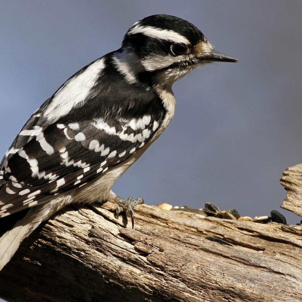 دارکوب (Woodpeckers)