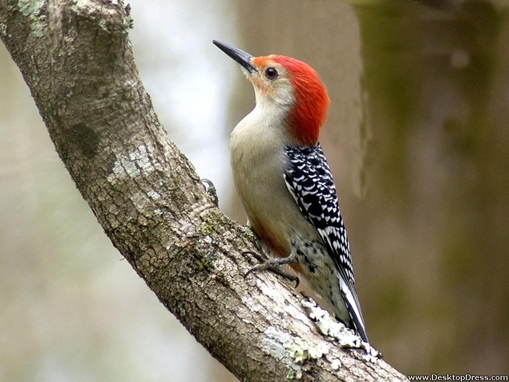 دارکوب (Woodpeckers)