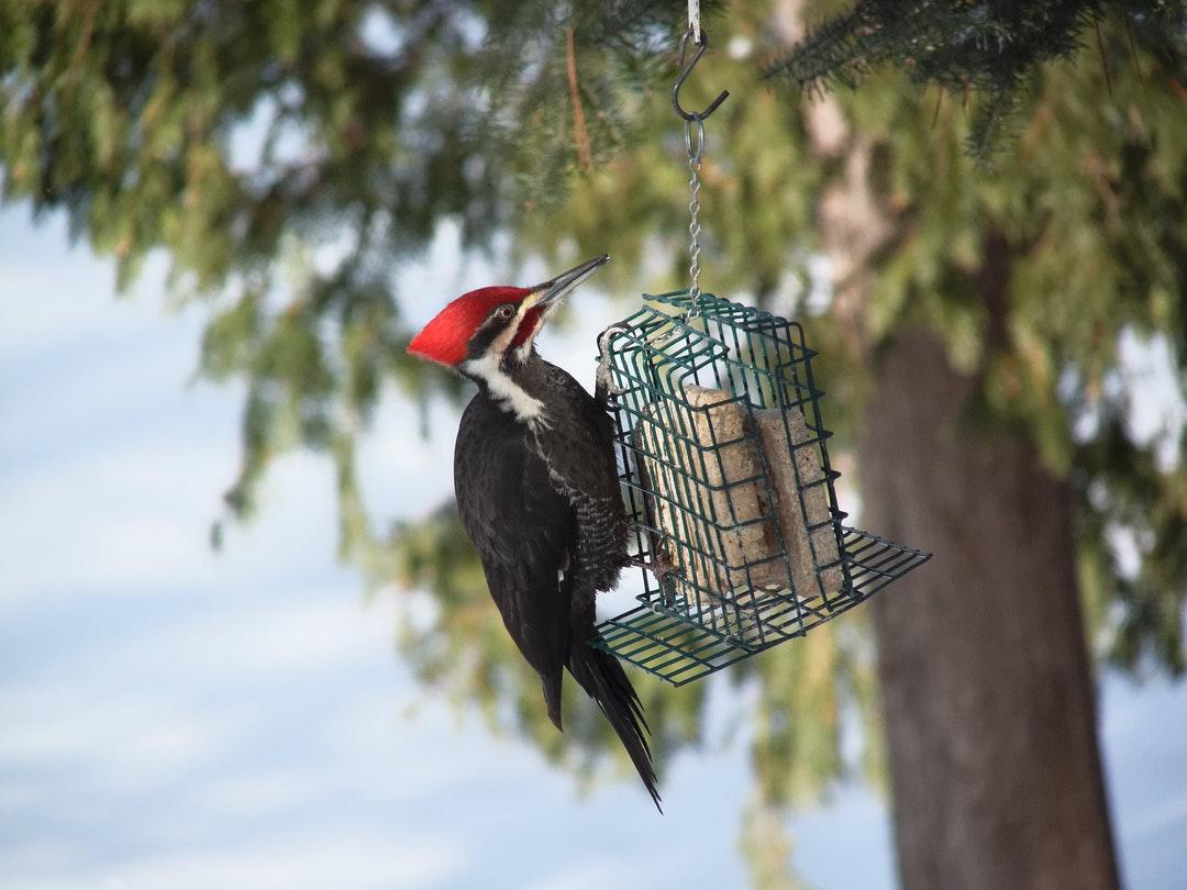 دارکوب (Woodpeckers)