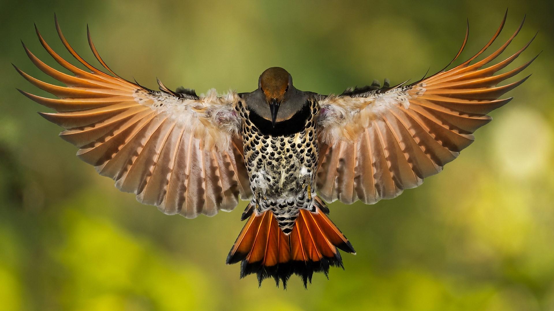 دارکوب (Woodpeckers)