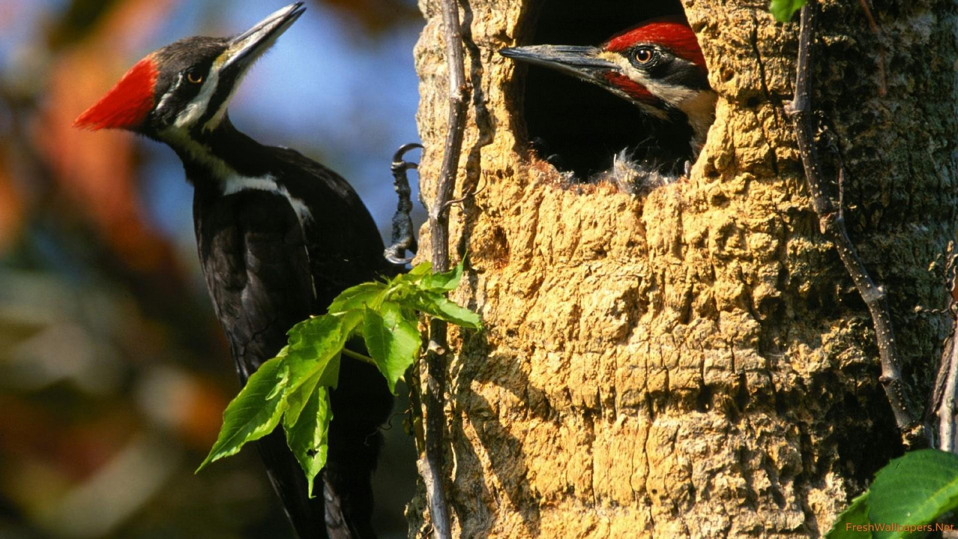 دارکوب (Woodpeckers)