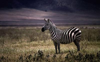 تصویر شماره 28 از آلبوم تصویر زمینه گورخر (Zebra)