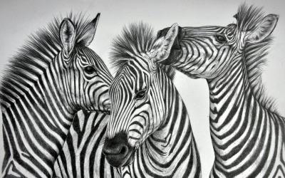 تصویر شماره 53 از آلبوم تصویر زمینه گورخر (Zebra)