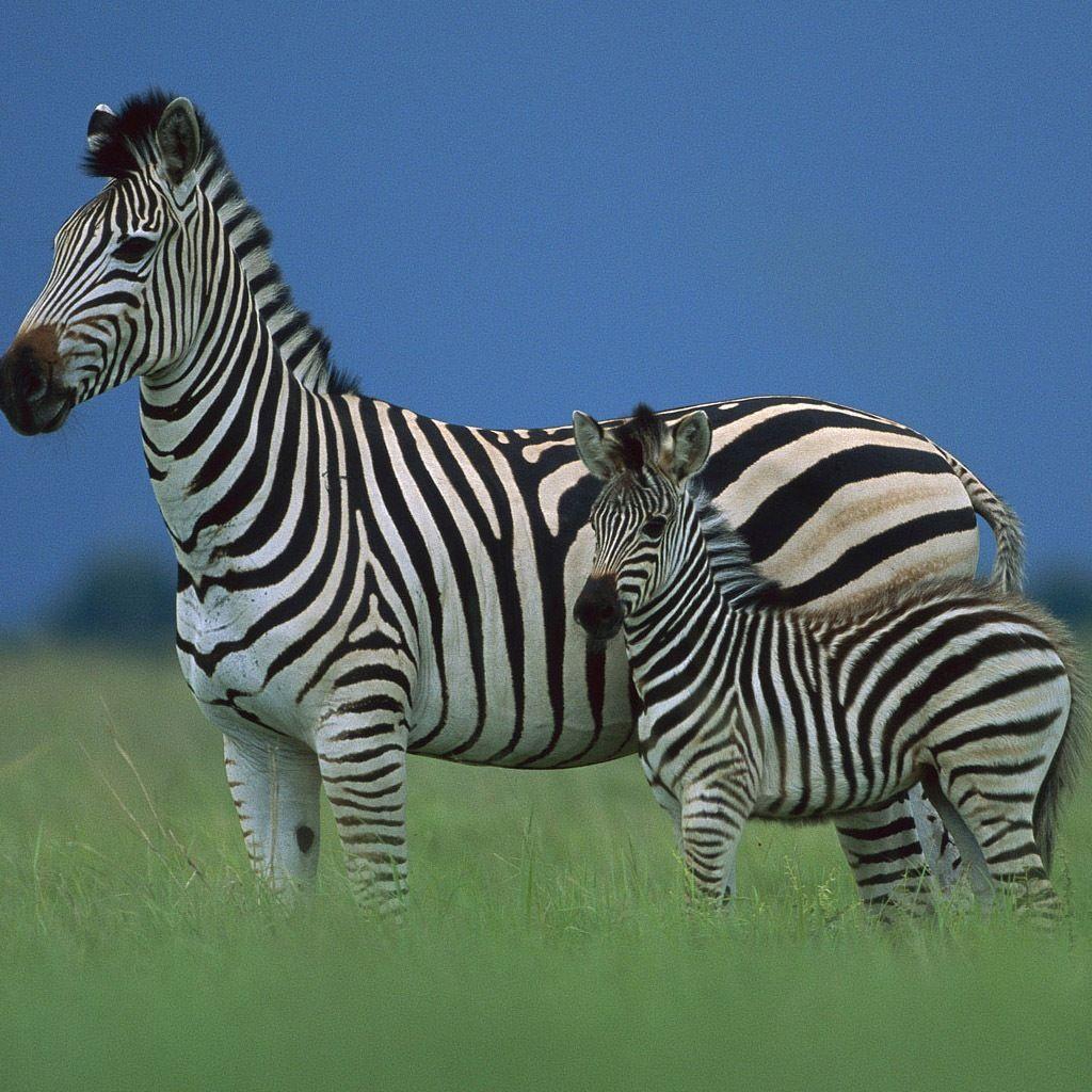 گورخر (Zebra)