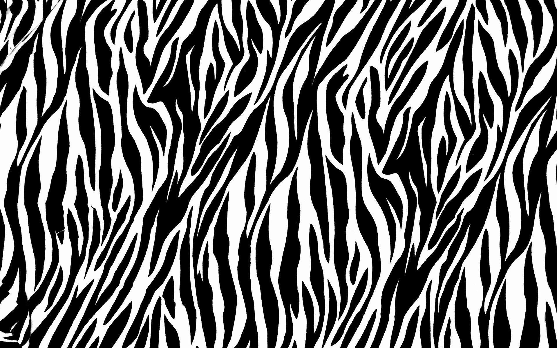 گورخر (Zebra)