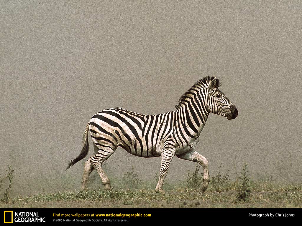 گورخر (Zebra)