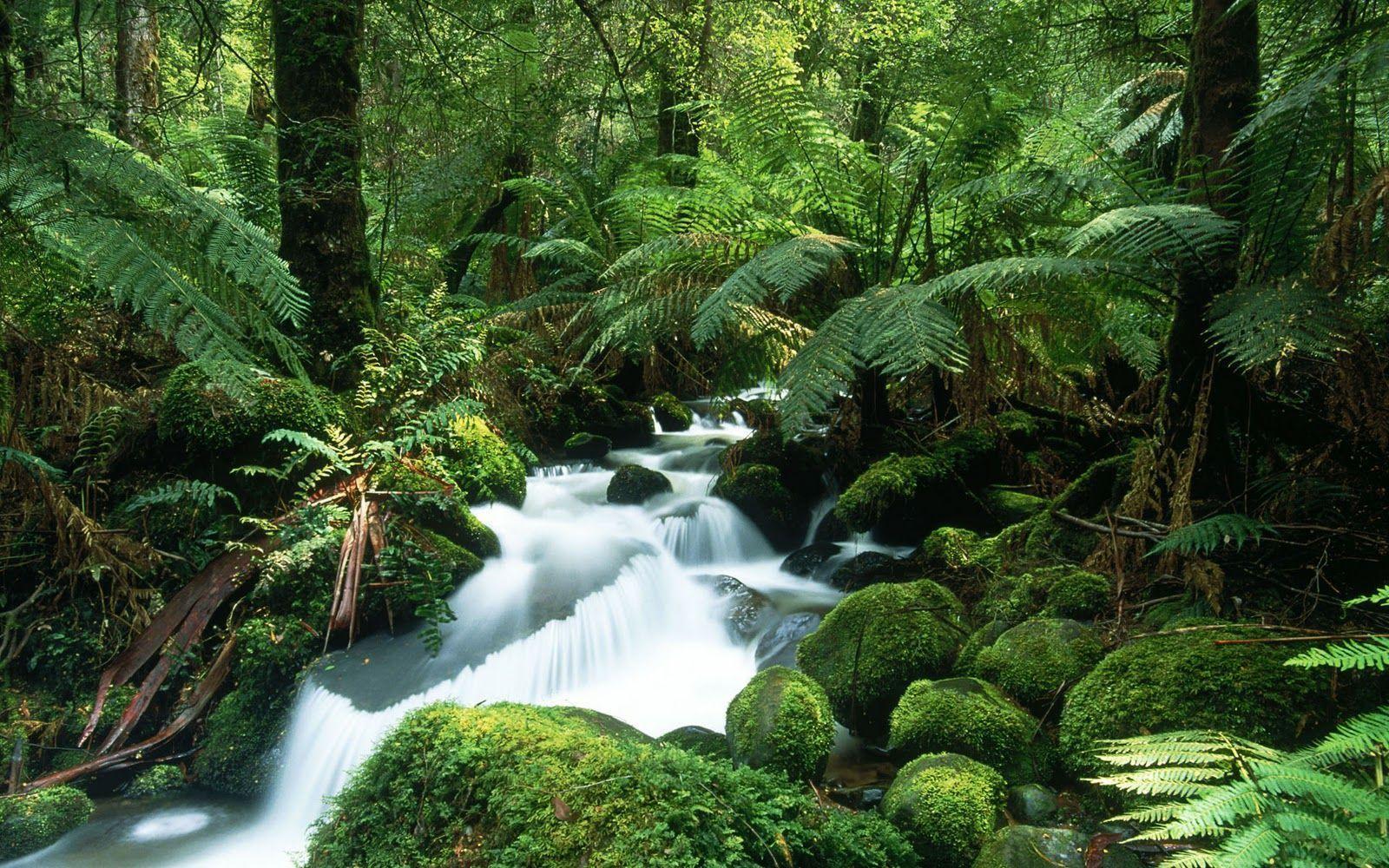 جنگل‌های آمازون (Amazon Rainforest)