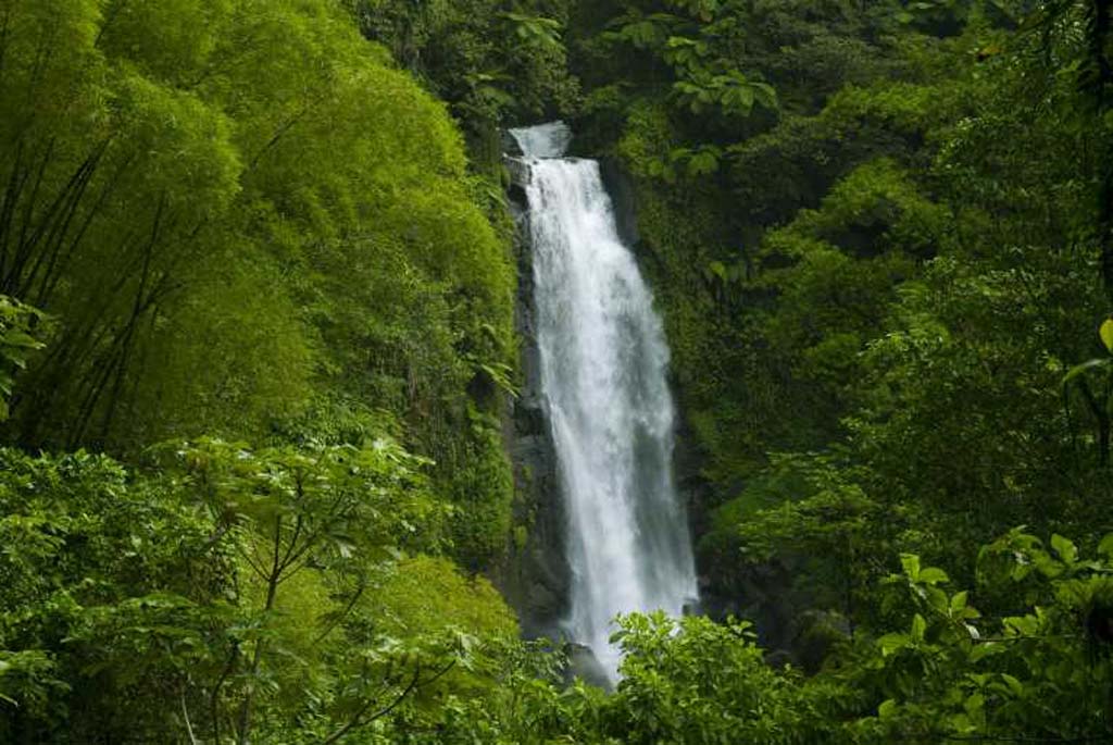 جنگل‌های آمازون (Amazon Rainforest)