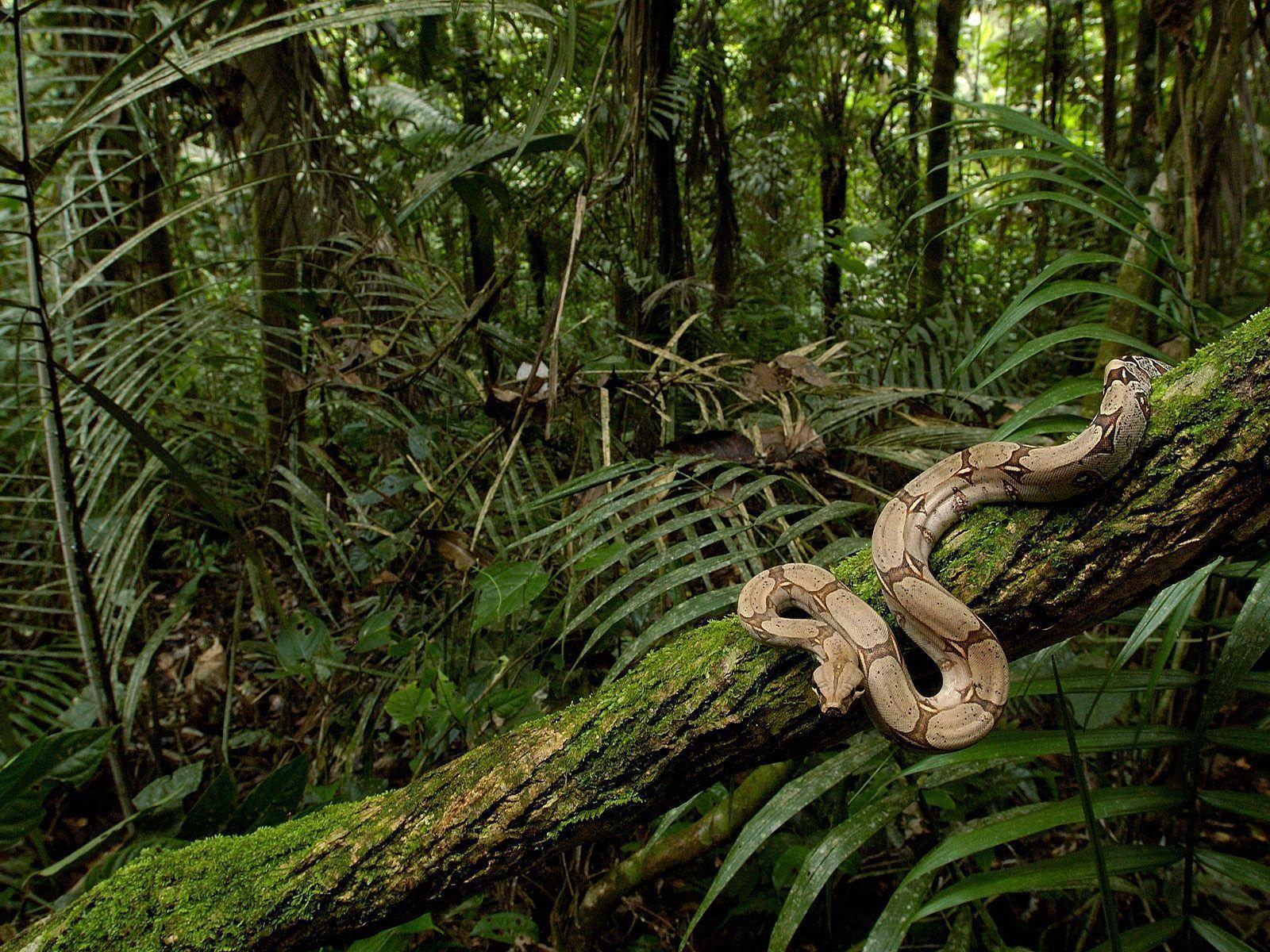 جنگل‌های آمازون (Amazon Rainforest)