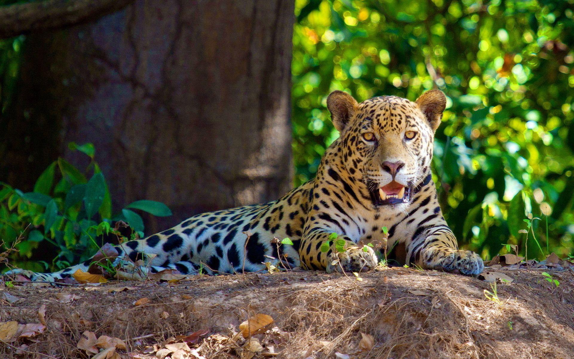 جنگل‌های آمازون (Amazon Rainforest)