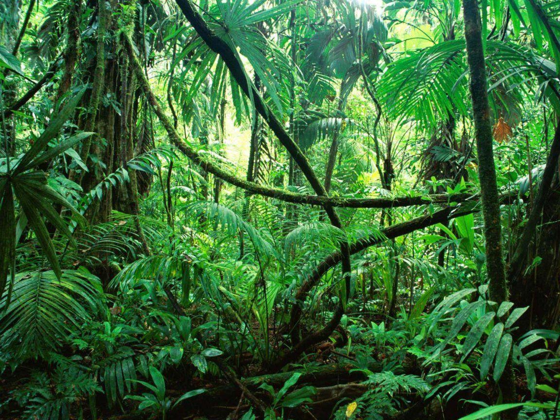 جنگل‌های آمازون (Amazon Rainforest)