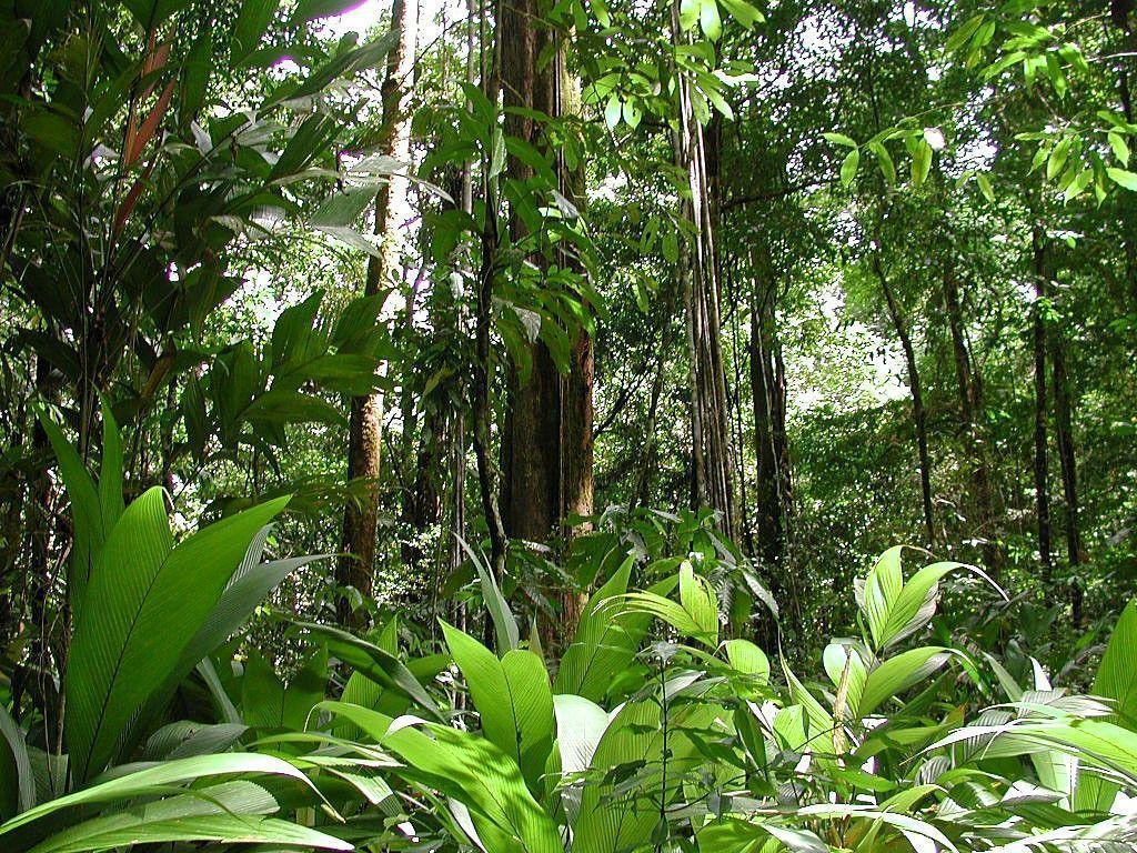 جنگل‌های آمازون (Amazon Rainforest)