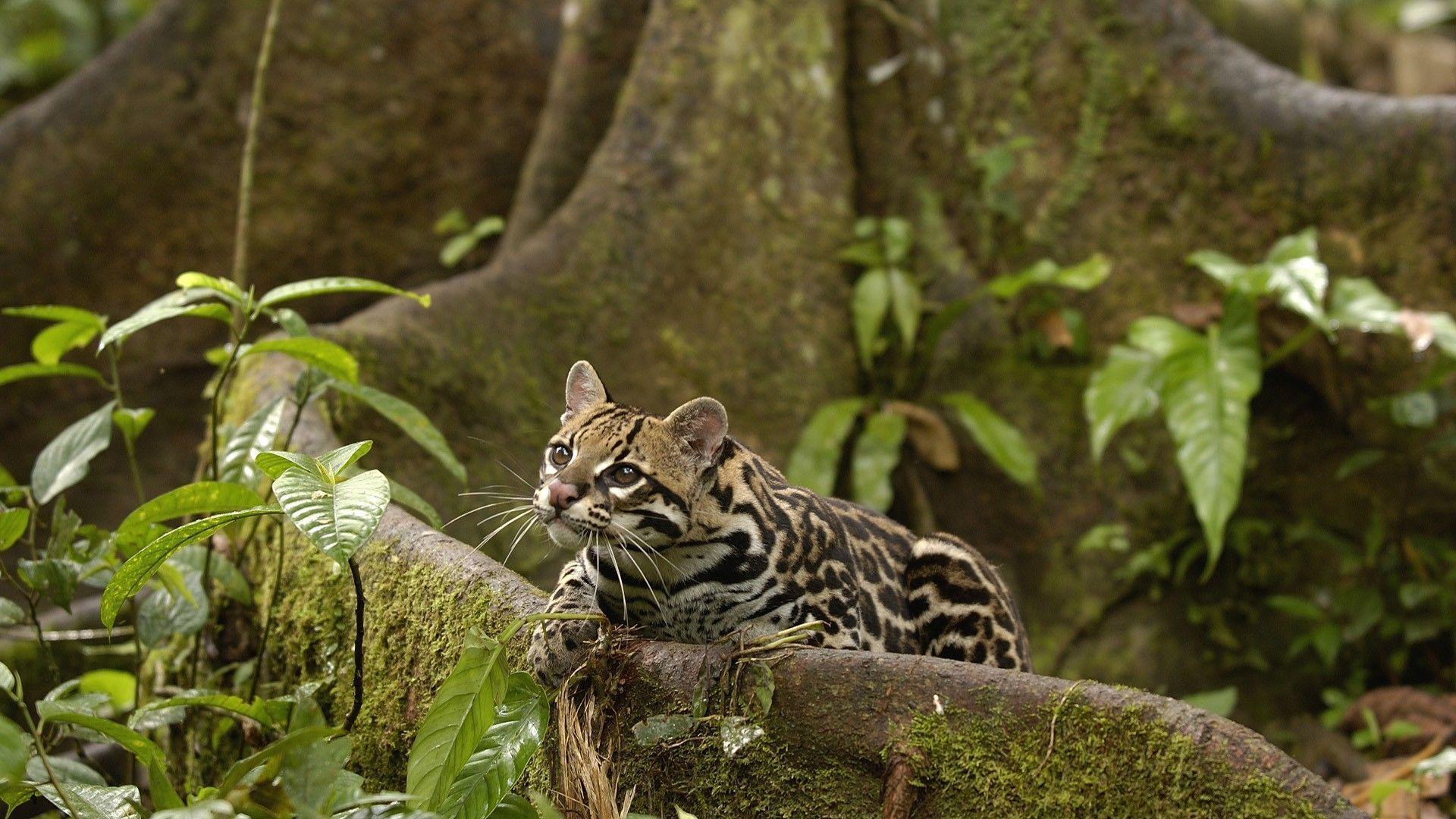 جنگل‌های آمازون (Amazon Rainforest)