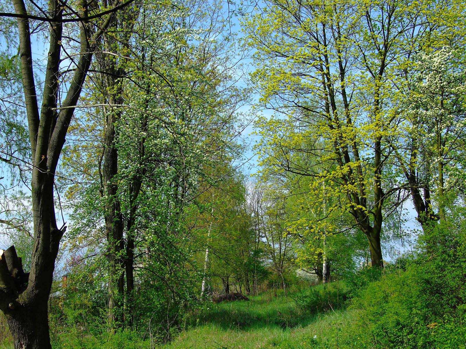 جنگل‌های آمازون (Amazon Rainforest)