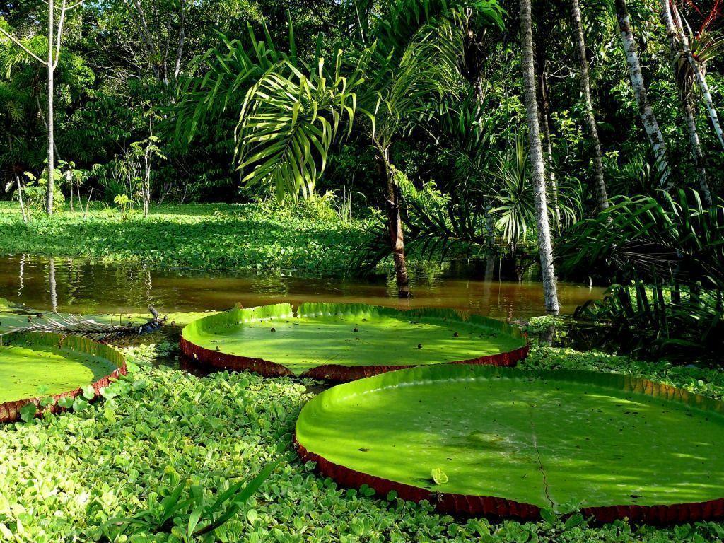 جنگل‌های آمازون (Amazon Rainforest)