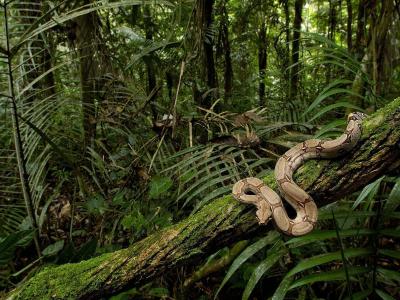 تصویر شماره 31 از آلبوم تصویر زمینه جنگل‌های آمازون (Amazon Rainforest)