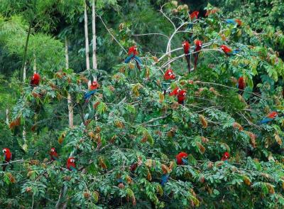 تصویر شماره 49 از آلبوم تصویر زمینه جنگل‌های آمازون (Amazon Rainforest)