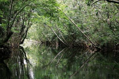 تصویر شماره 22 از آلبوم تصویر زمینه جنگل‌های آمازون (Amazon Rainforest)