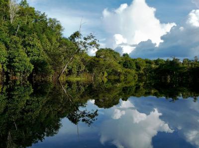 تصویر شماره 12 از آلبوم تصویر زمینه جنگل‌های آمازون (Amazon Rainforest)