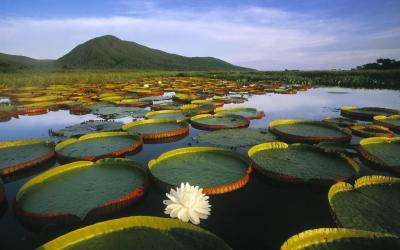 تصویر شماره 33 از آلبوم تصویر زمینه جنگل‌های آمازون (Amazon Rainforest)