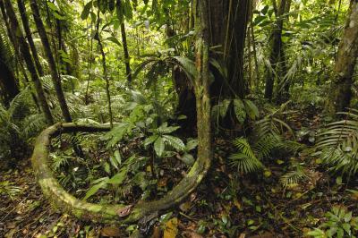 تصویر شماره 30 از آلبوم تصویر زمینه جنگل‌های آمازون (Amazon Rainforest)