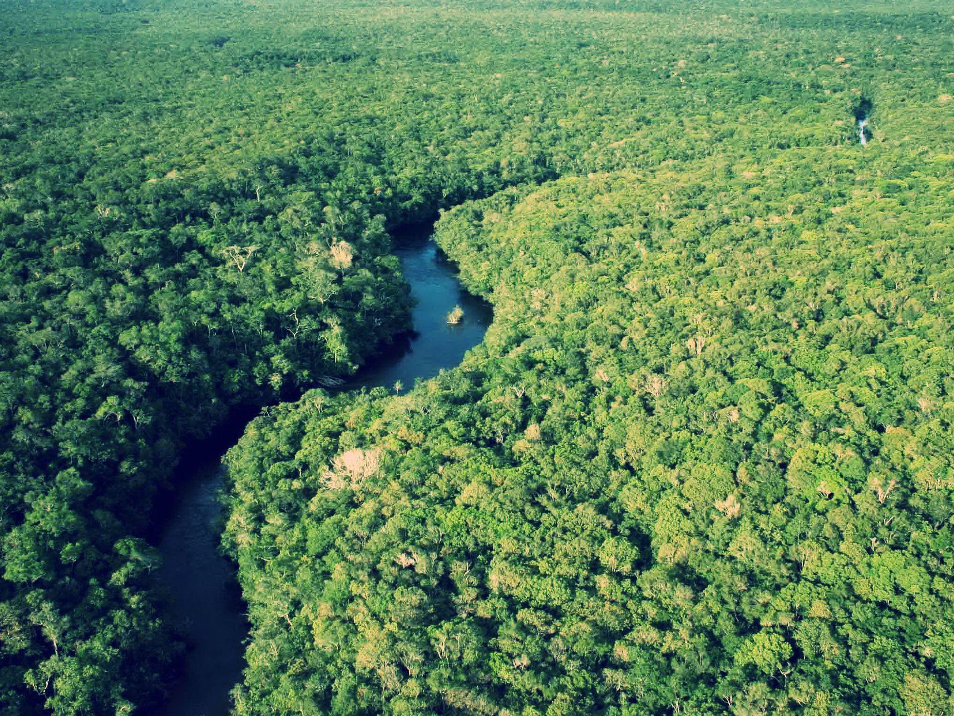 جنگل‌های آمازون (Amazon Rainforest)