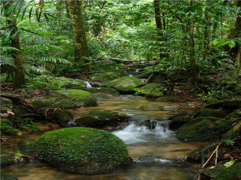 جنگل‌های آمازون (Amazon Rainforest)