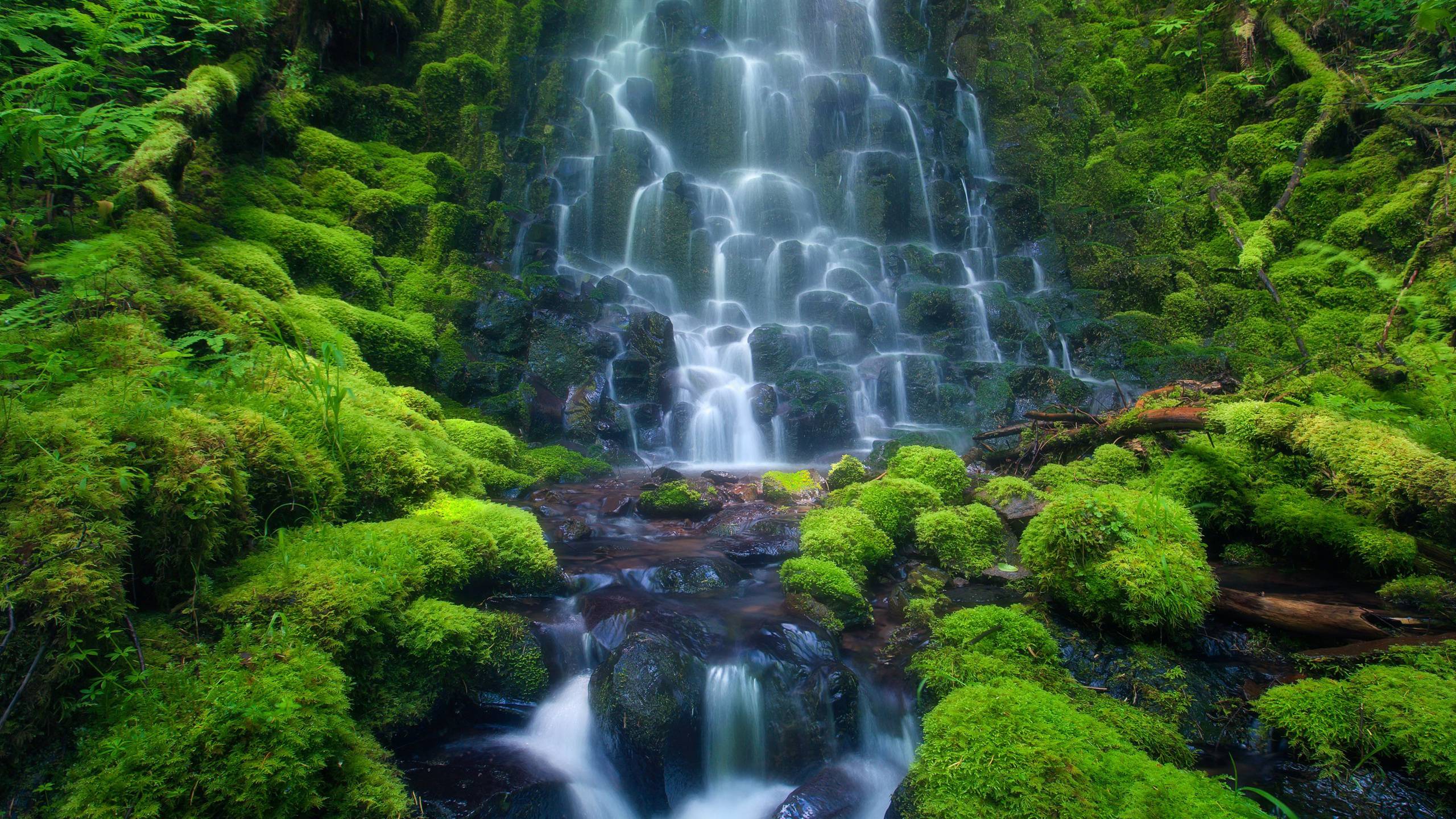 جنگل‌های آمازون (Amazon Rainforest)