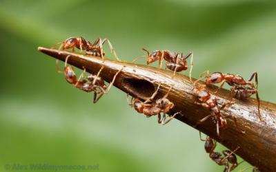 تصویر شماره 4 از آلبوم تصویر زمینه مورچه (Ants)