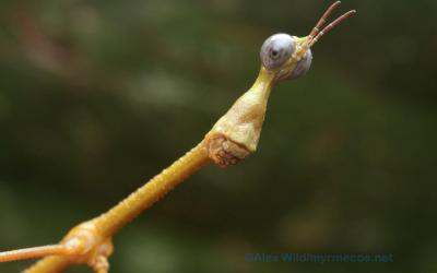 تصویر شماره 40 از آلبوم تصویر زمینه مورچه (Ants)