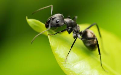 تصویر شماره 38 از آلبوم تصویر زمینه مورچه (Ants)