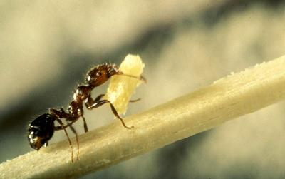 تصویر شماره 45 از آلبوم تصویر زمینه مورچه (Ants)