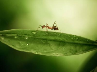 تصویر شماره 34 از آلبوم تصویر زمینه مورچه (Ants)