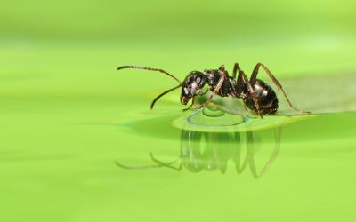 تصویر شماره 20 از آلبوم تصویر زمینه مورچه (Ants)