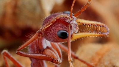 تصویر شماره 36 از آلبوم تصویر زمینه مورچه (Ants)