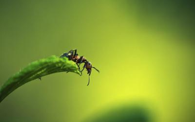 تصویر شماره 31 از آلبوم تصویر زمینه مورچه (Ants)