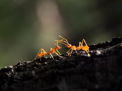 تصویر شماره 11 از آلبوم تصویر زمینه مورچه (Ants)