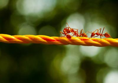 تصویر شماره 23 از آلبوم تصویر زمینه مورچه (Ants)