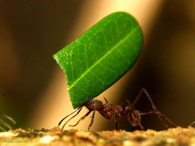 تصویر شماره 24 از آلبوم تصویر زمینه مورچه (Ants)