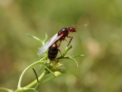 تصویر شماره 8 از آلبوم تصویر زمینه مورچه (Ants)