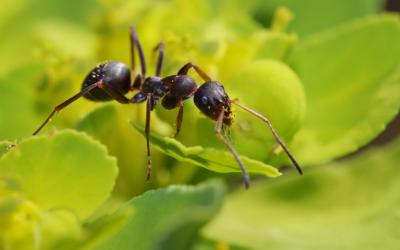 تصویر شماره 33 از آلبوم تصویر زمینه مورچه (Ants)