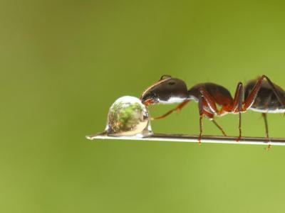 تصویر شماره 12 از آلبوم تصویر زمینه مورچه (Ants)