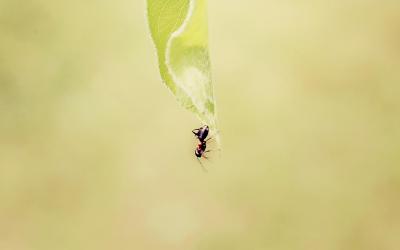 تصویر شماره 37 از آلبوم تصویر زمینه مورچه (Ants)