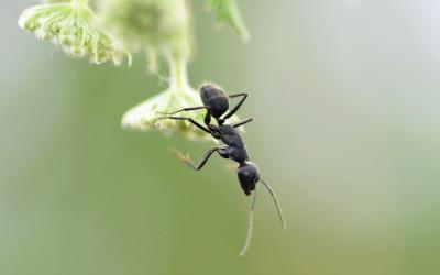 تصویر شماره 46 از آلبوم تصویر زمینه مورچه (Ants)