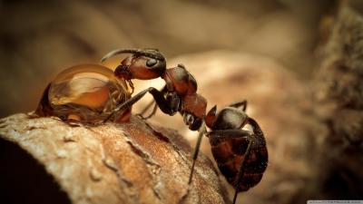 تصویر شماره 30 از آلبوم تصویر زمینه مورچه (Ants)